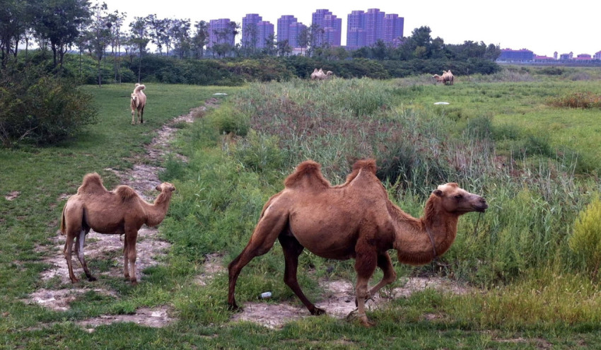 The camels walk