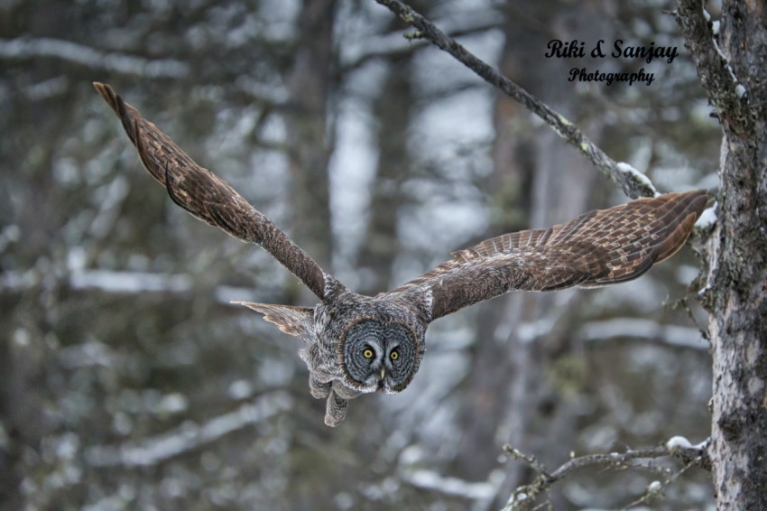 The Royal Flight for Dinner, The Great Grey Owl