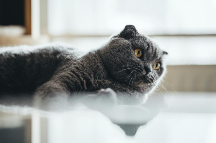 free photo of close up of cute cat lying at home