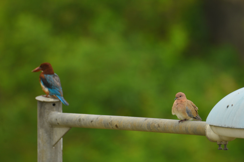 Laughing Dove and White Throated Kingfisher