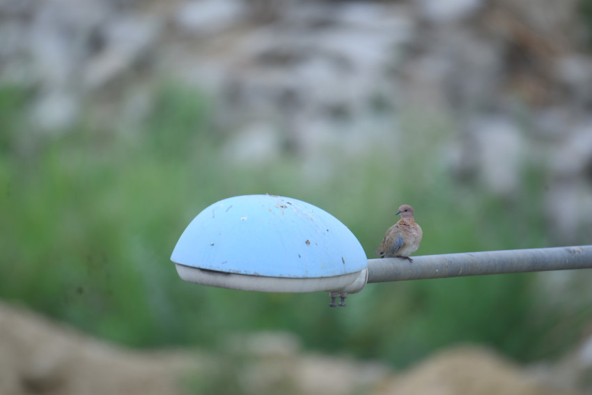 LAUGHING DOVE