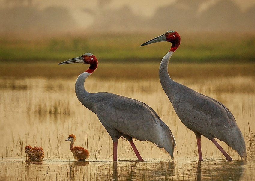 Indian Sarus Cranes with two young