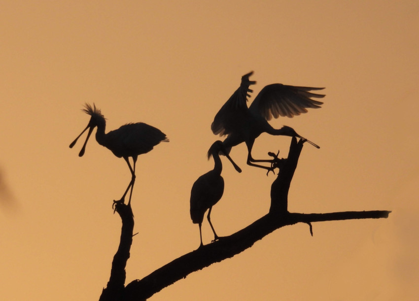 Eurasian spoonbills