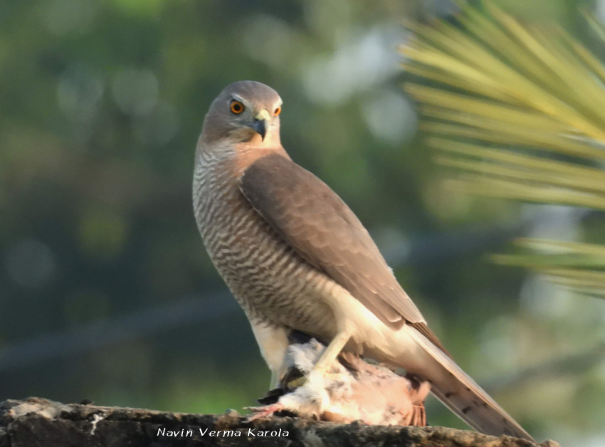 Shikra with kill