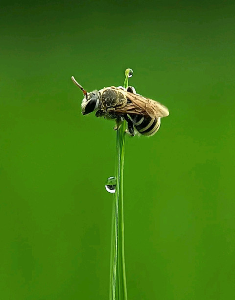 Bee in Nature, Macro Short