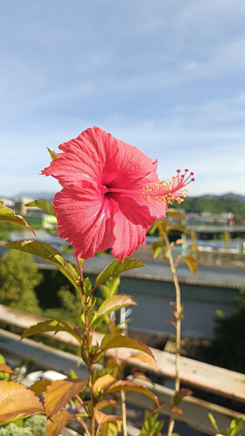 Hibiscus flower captured