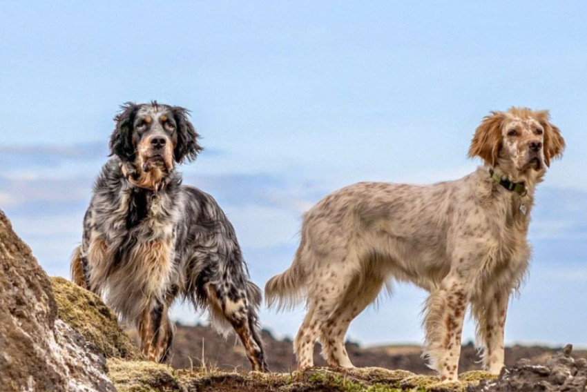 English Setter