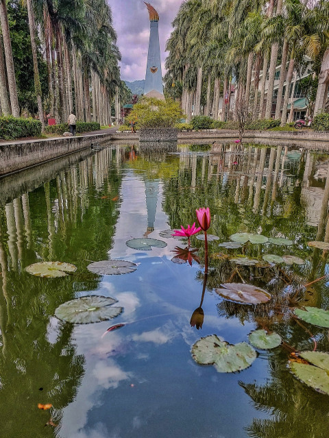 Lotus reflection