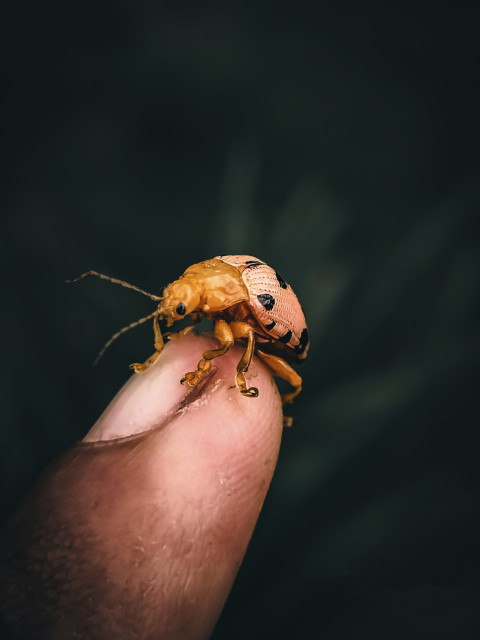 Famili Coccinellidae