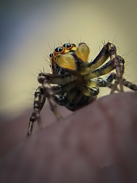 Jumping Spiders ( 01 )