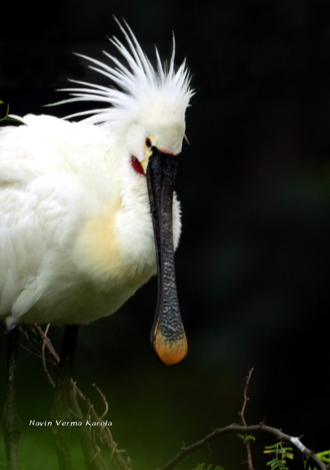 Eurasian spoonbill.