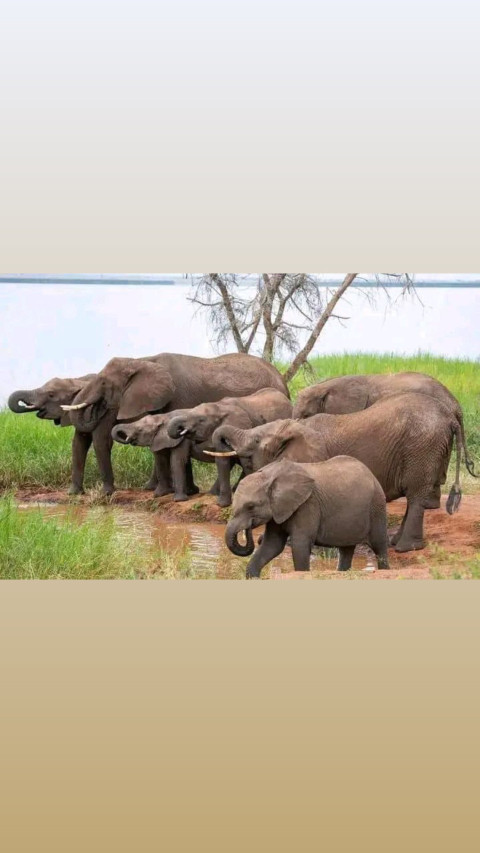 Elephants