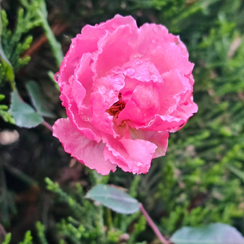 The New Year is greeted with a pink flower