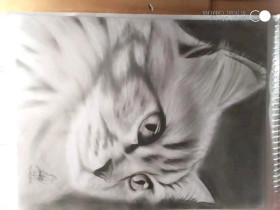 Cat drawing