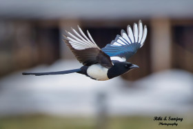 Freedom to Fly High, Magpie