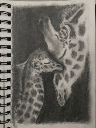 Giraffe Love