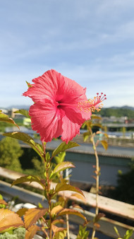 Hibiscus flower captured