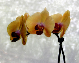 ORCHID