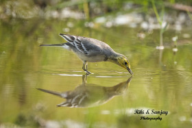 The Perfect Shadow,  Citrine Wagtail