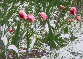 TULIPS IN THE SNOW